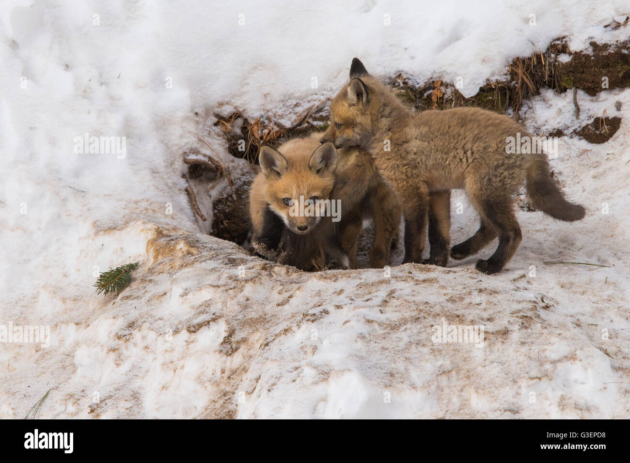 Red fox Familie im Winter bei den Stockfoto