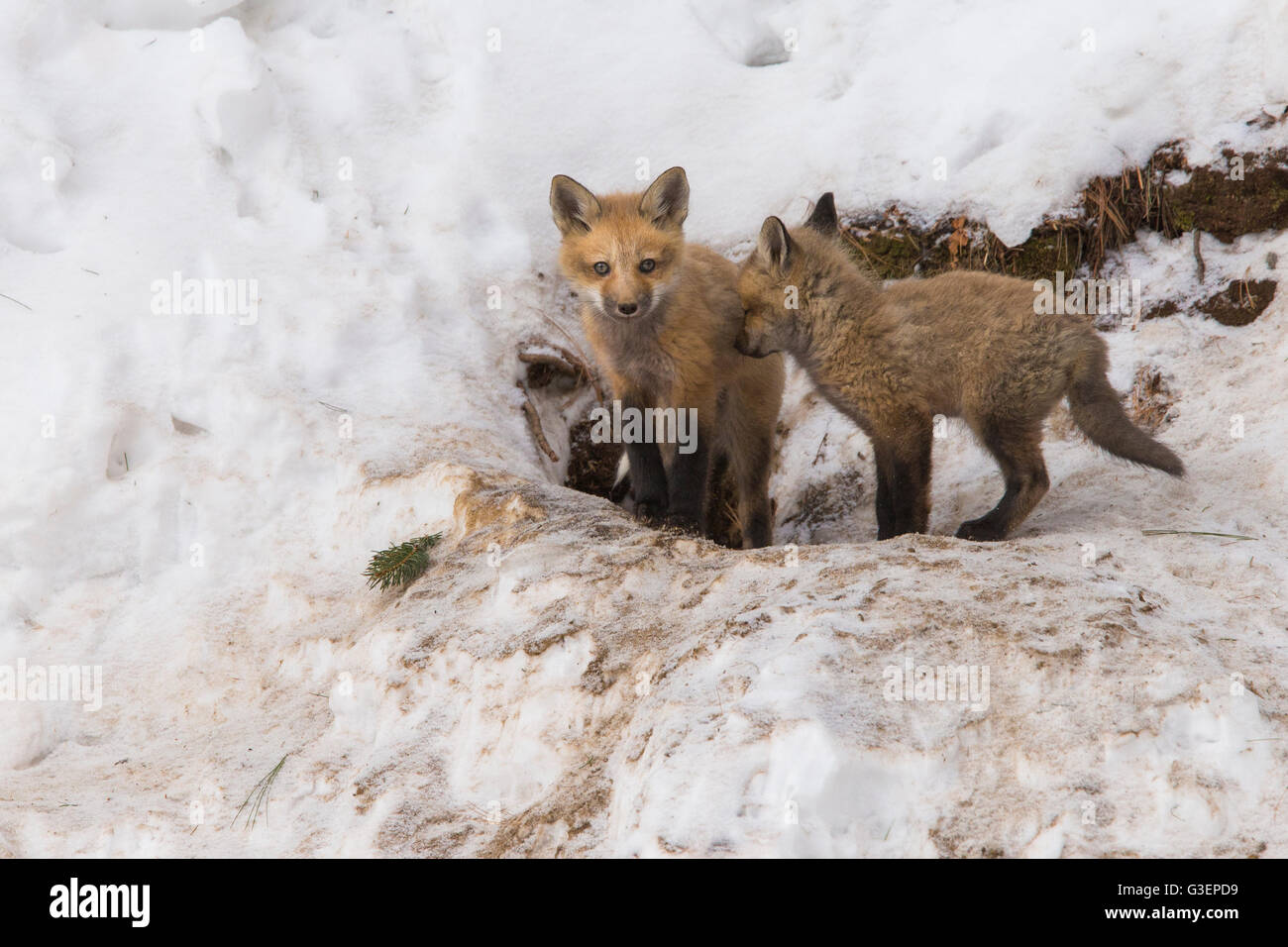 Red fox Familie im Winter bei den Stockfoto