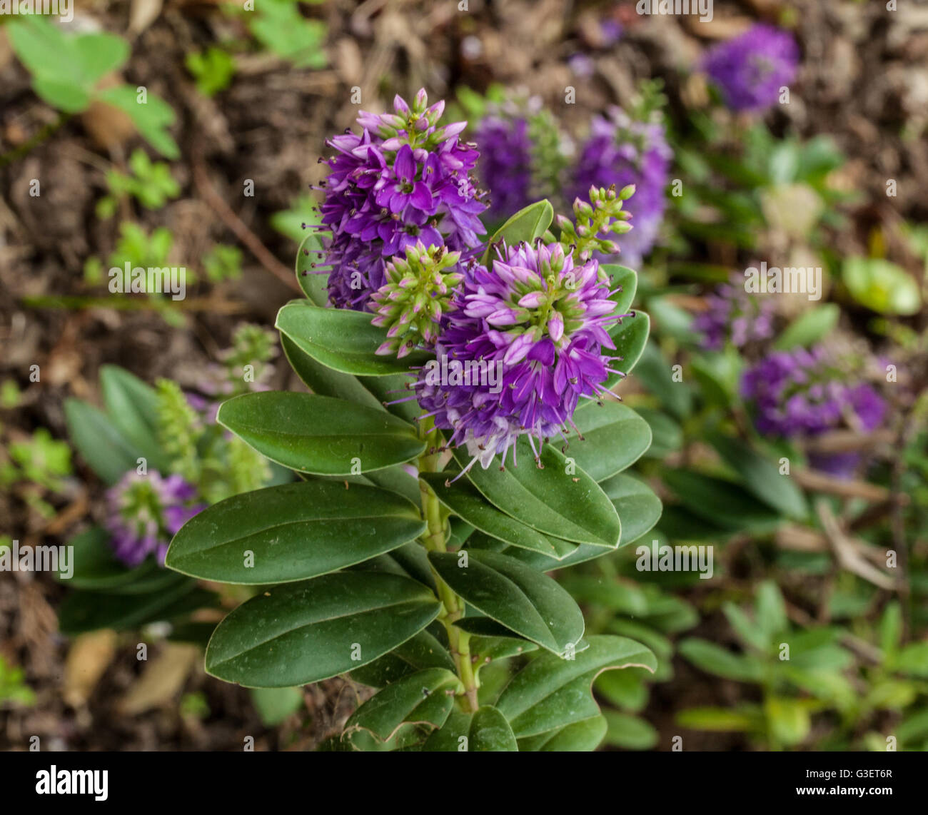 Hebe Veronica Stockfotos und bilder Kaufen Alamy