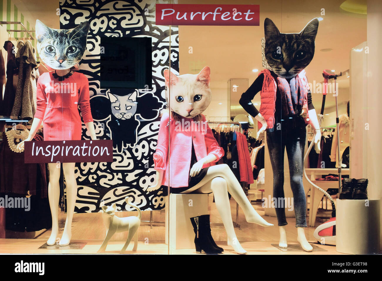 Schaufenster anzeigen Purrfect inspiration Stockfoto
