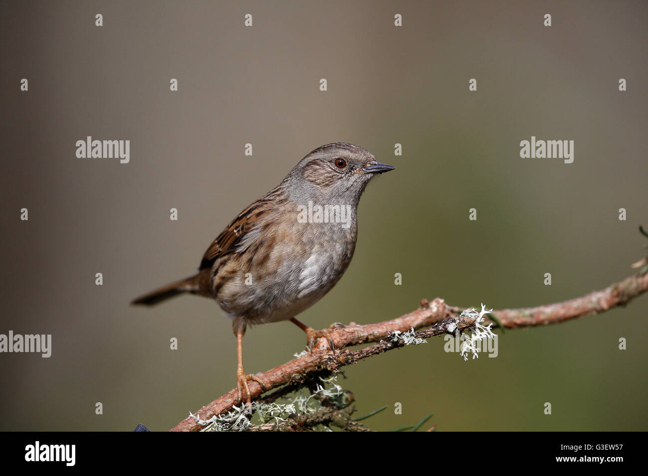 Hecke beobachtet (Heckenbraunelle), Prunella modularis Stockfoto