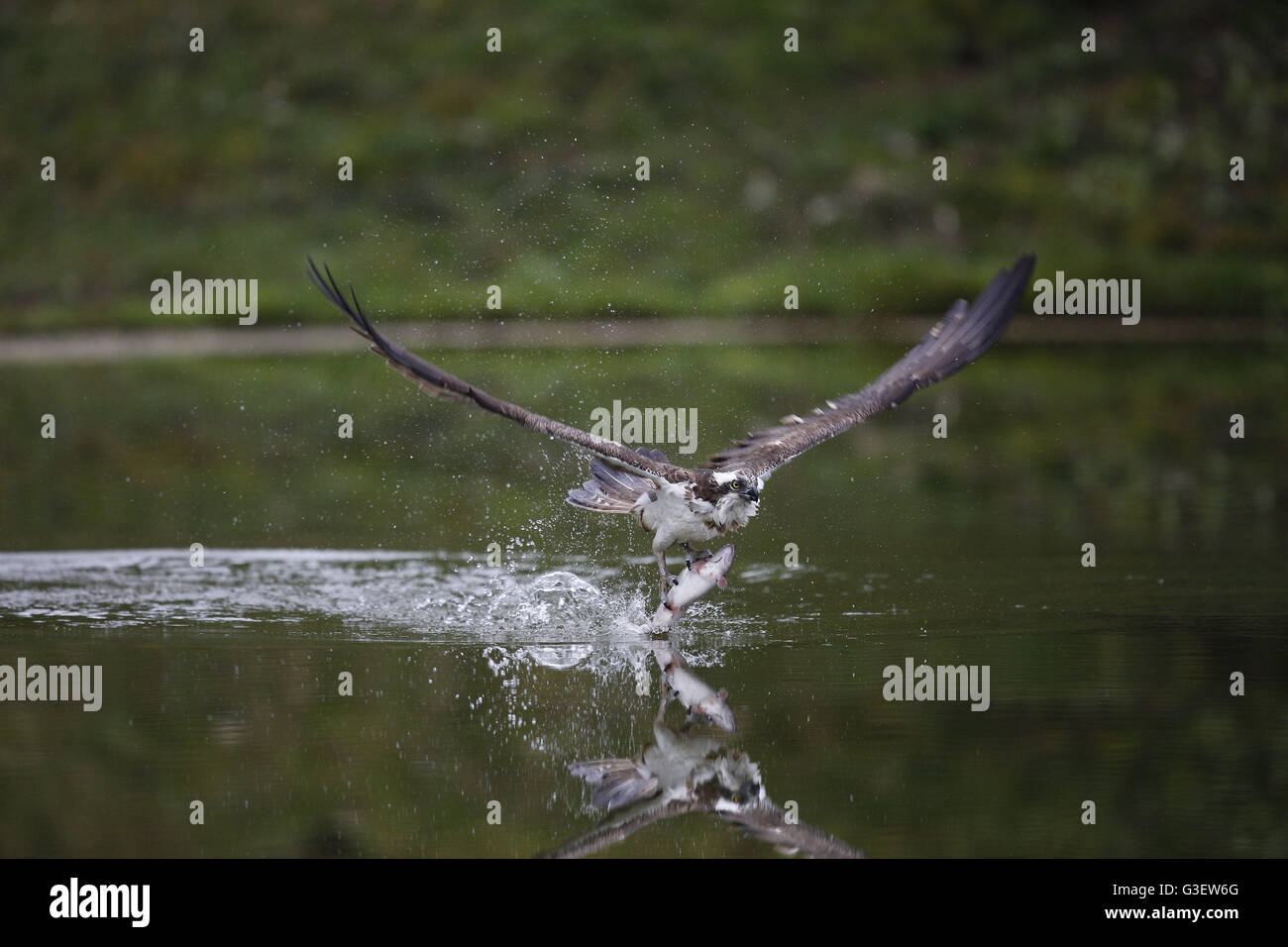 Fischadler Pandion Haliaetus, Fische zu fangen Stockfoto