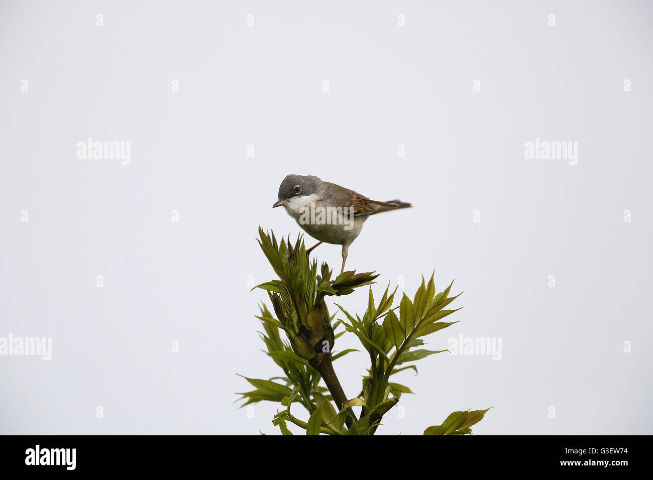 Gemeinsamen Whitethroat Sylvia Communis, Männlich Stockfoto