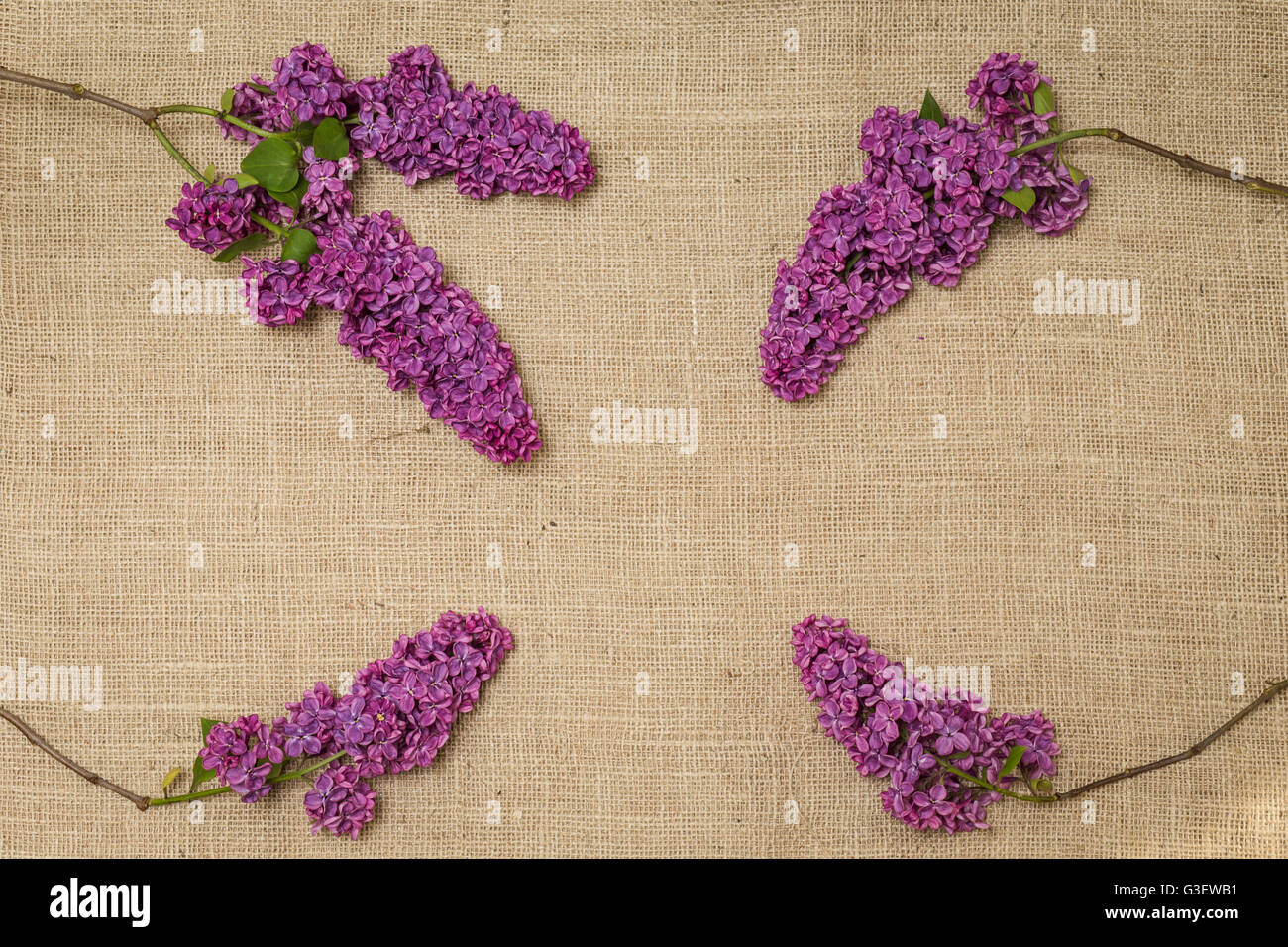 Lila Blüten auf einem Sackleinen. Syringa. Stockfoto