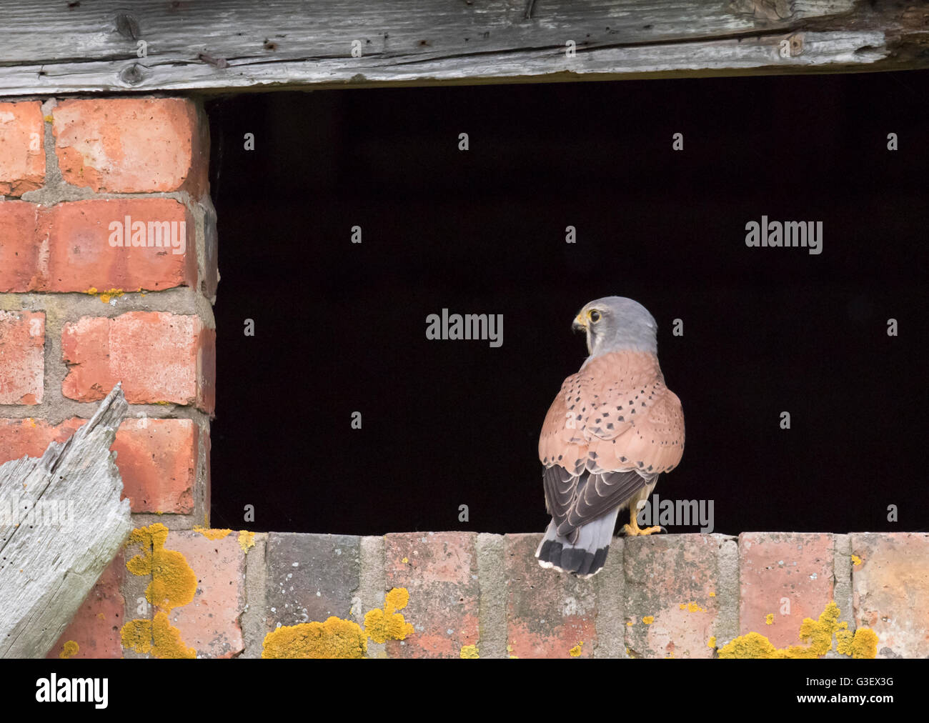 Wilde männlicher Turmfalke (Falco Tinnunculus) liegt am Eingang zum rustikale Scheune, Warwickshire Stockfoto