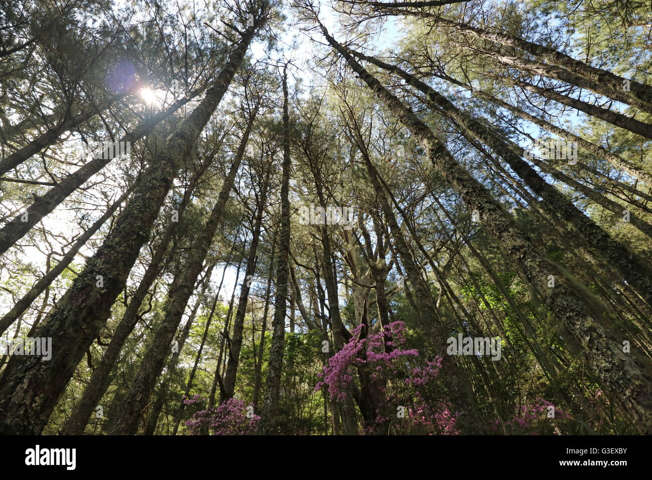 Wald in Taiwan Nanhu Berg. Schönen Türmen Bäume Stockfoto