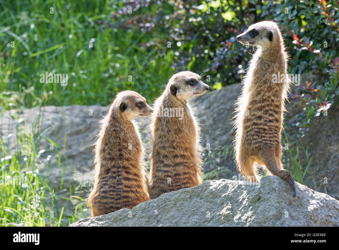 Trinity Erdmännchen, sitzend auf einem Felsen in der aufrechten Position. Die beiden sind auf der Suche nach rechts und links Stockfoto Trinity Erdmännchen, sitzend auf einem Felsen in der aufrechten Position. Die beiden sind auf der Suche nach rechts und links Stockfoto