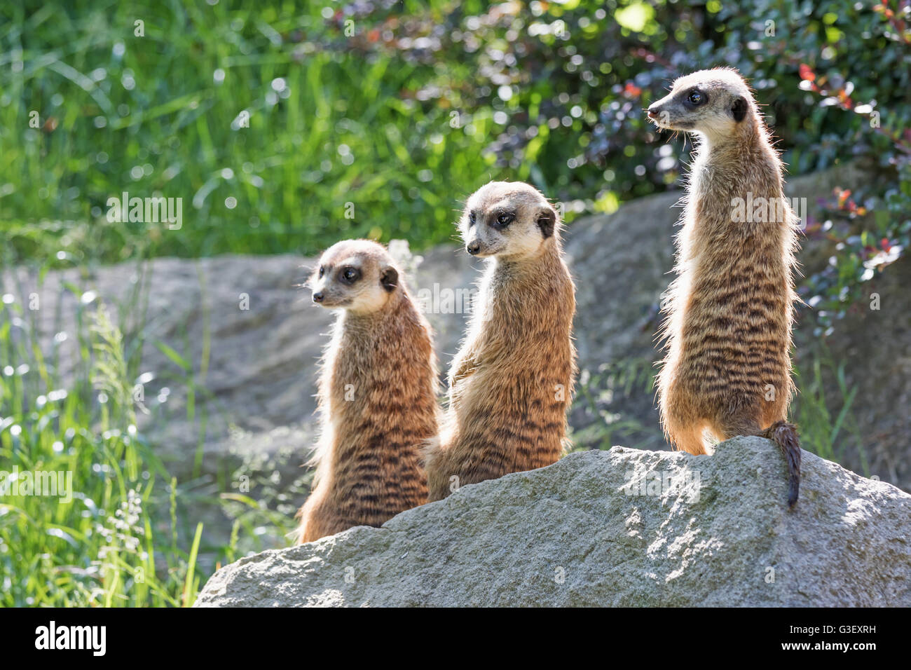 Trinity Erdmännchen, sitzend auf einem Felsen in der aufrechten Position. Die beiden sind in die Kamera und auf der linken Seite auf der Suche Stockfoto Trinity Erdmännchen, sitzend auf einem Felsen in der aufrechten Position. Die beiden sind in die Kamera und auf der linken Seite auf der Suche Stockfoto