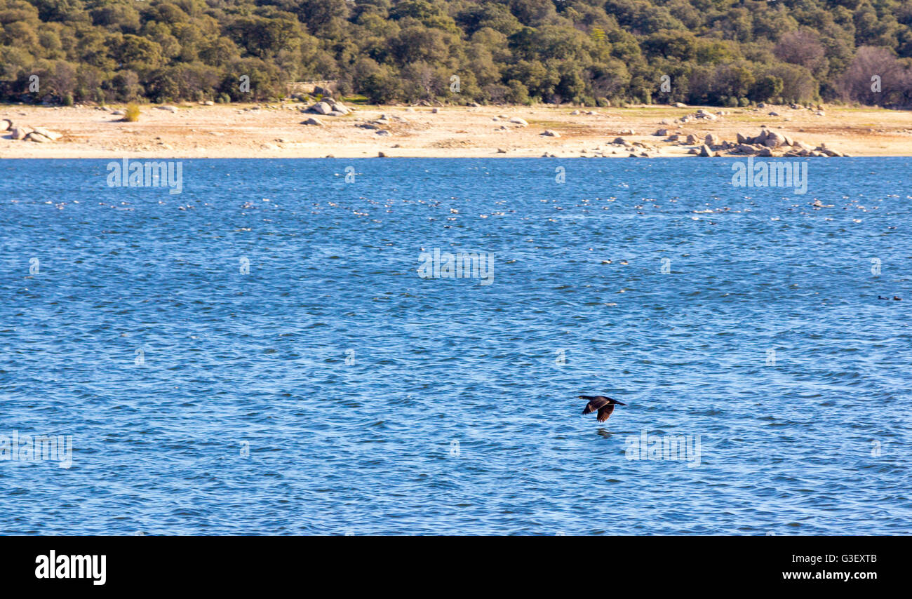 Vögel fliegen in den See ValMayor in Madrid, Spanien Stockfoto