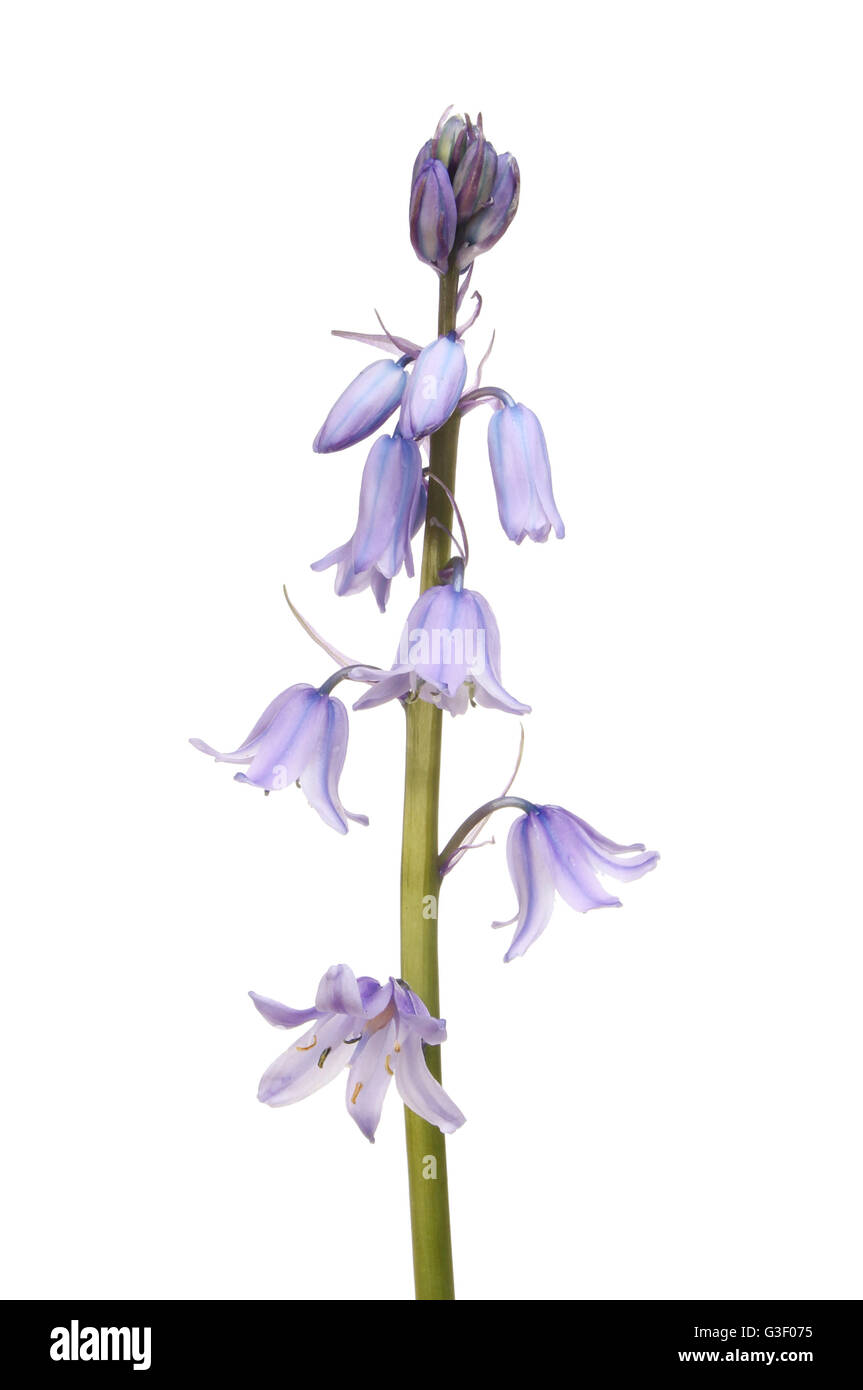 Bluebell Blumen isoliert gegen weiß Stockfoto