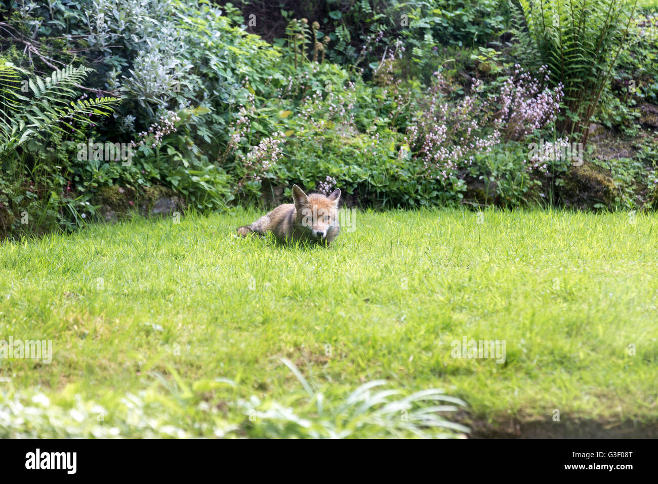 London ist mit Füchsen überwältigt. Sie noch mehr in den Frühlingsmonaten aktiv sind. Der vierbeinige Tiere übernehmen die stre Stockfoto