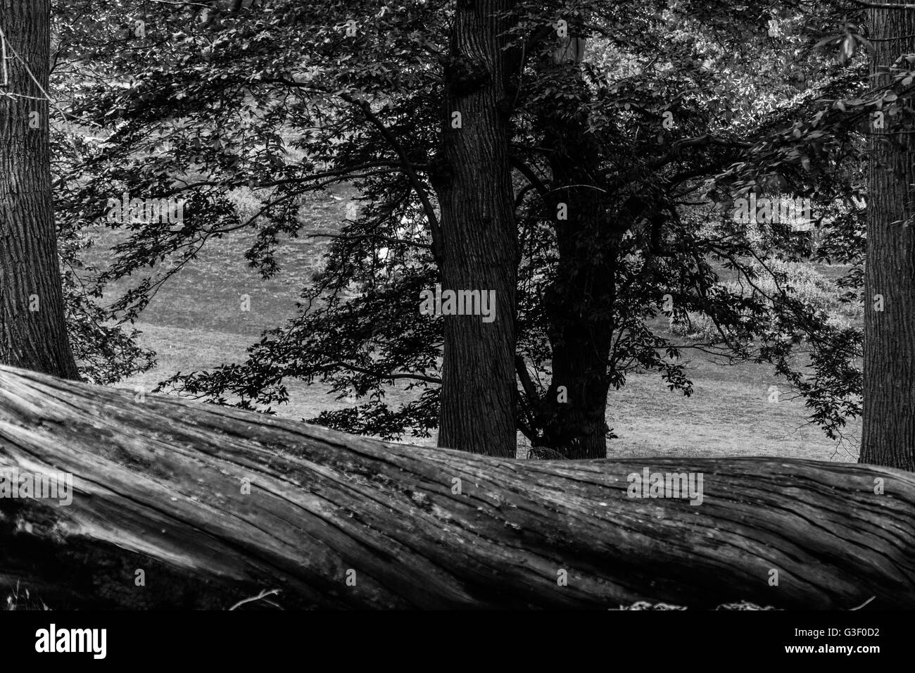 Knole Park in Sevenoaks während der Frühlingszeit. Stockfoto