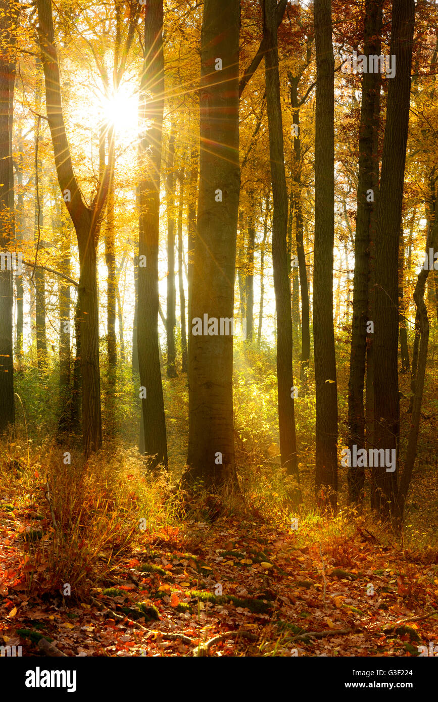 Sonnenstrahlen und Morgennebel, Laubwald im Herbst, Ziegelroda-Wald, Sachsen-Anhalt, Deutschland Stockfoto