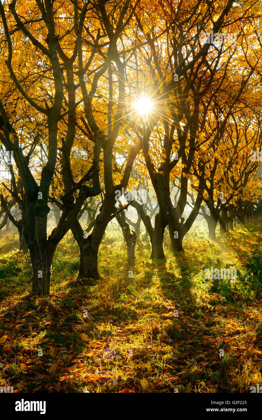Obstgarten-Wiese im Herbst, Sonnenstrahlen und Morgen Nebel, in der Nähe von Querfurt, Sachsen-Anhalt, Deutschland Stockfoto