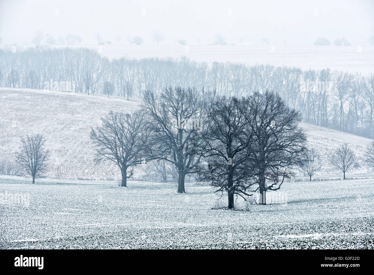 Einsamen alten Eichen auf Feld im Winter, Nebel, Burgenlandkreis, Sachsen-Anhalt, Deutschland Stockfoto