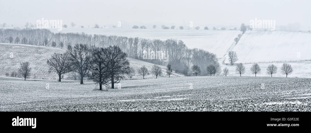 Einsamen alten Eichen auf Feld im Winter, Nebel, Burgenlandkreis, Sachsen-Anhalt, Deutschland Stockfoto