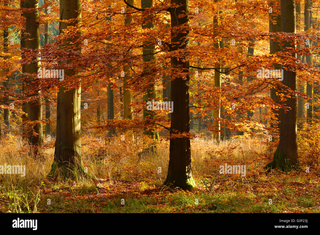 Sonnigen Buchenwälder im Herbst, Harz, in der Nähe von Allrode, Sachsen-Anhalt, Deutschland Stockfoto