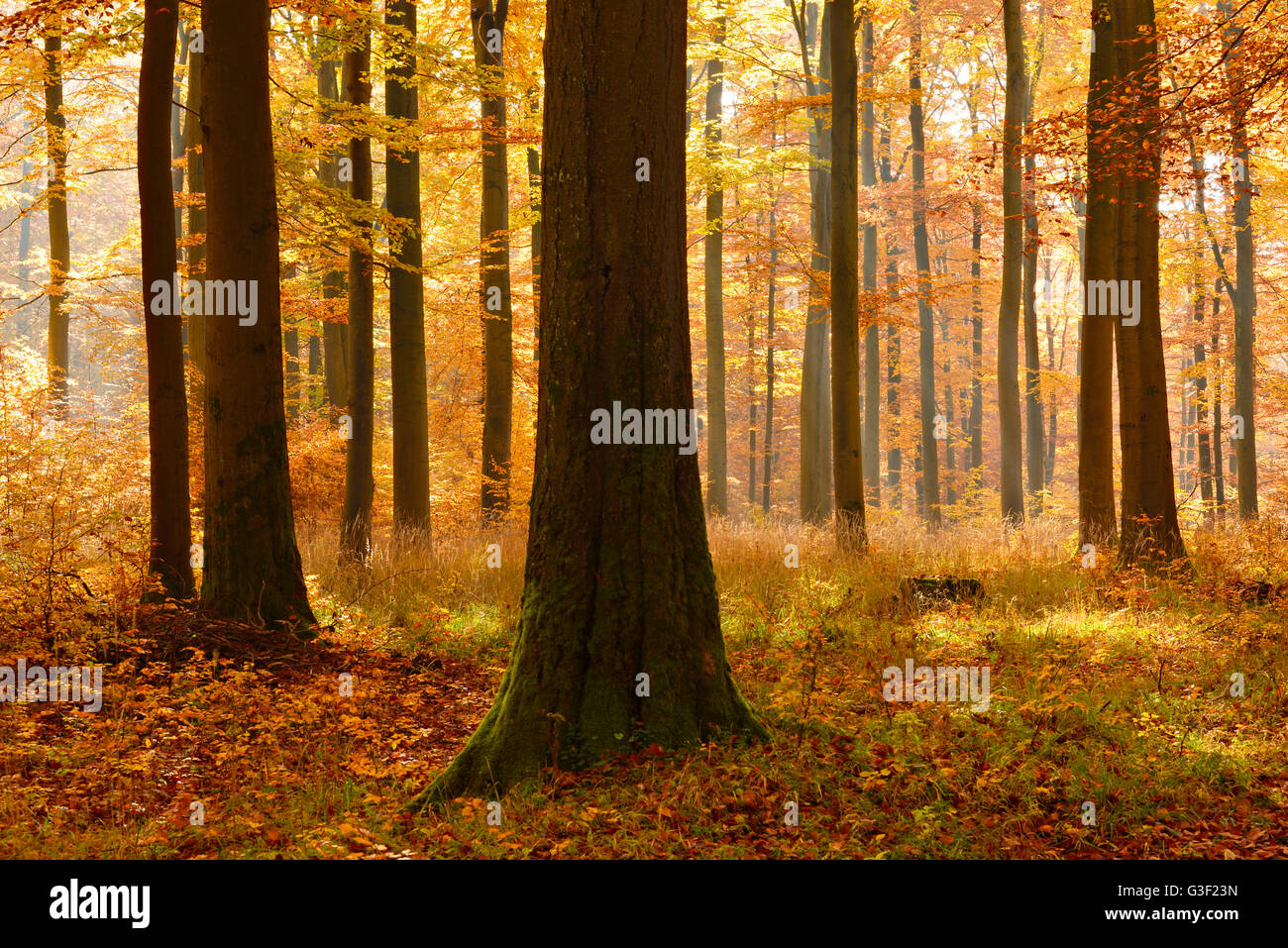 Sonnigen Buchenwälder im Herbst, Harz, in der Nähe von Allrode, Sachsen-Anhalt, Deutschland Stockfoto