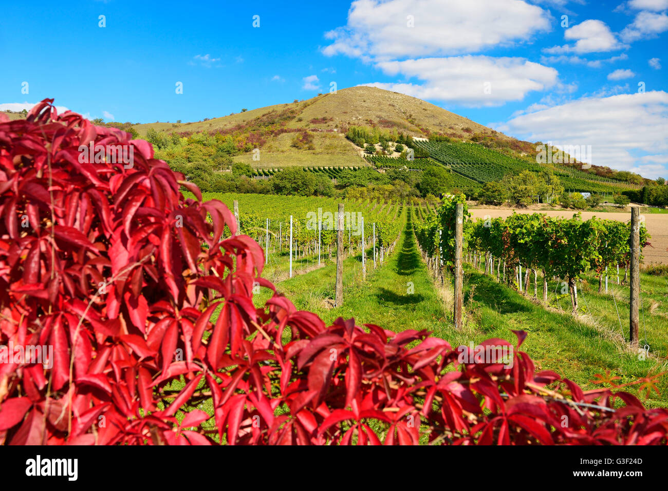 Weinberge im Unstruttal, in der Nähe von Pendler auf der Unstrut, Burgenlandkreis, Sachsen-Anhalt, Deutschland Stockfoto