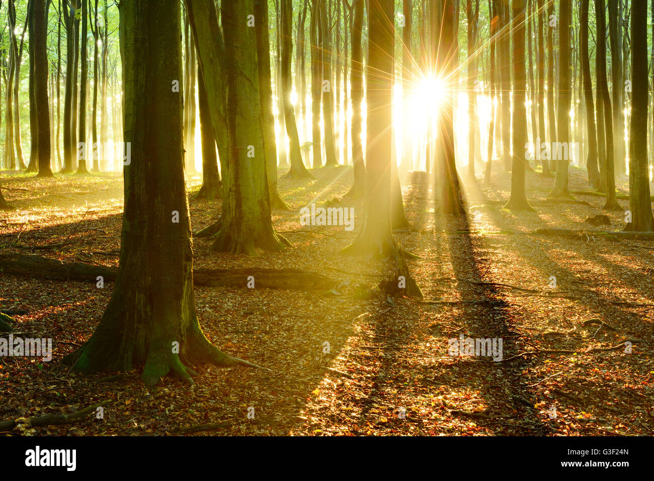 Sonnenstrahlen in den naturnahen Buchenwald nach Dusche, Stubnitz, Jasmund Nationalpark, Insel Rügen, Mecklenburg-West Pomerania, Deutschland Stockfoto