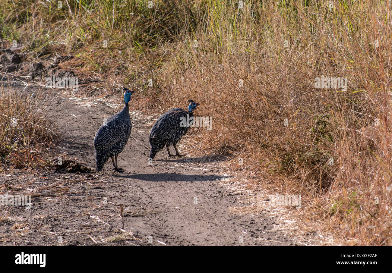 Behelmte Perlhühner auf der Spur der Zambezi River Game Drive Stockfoto