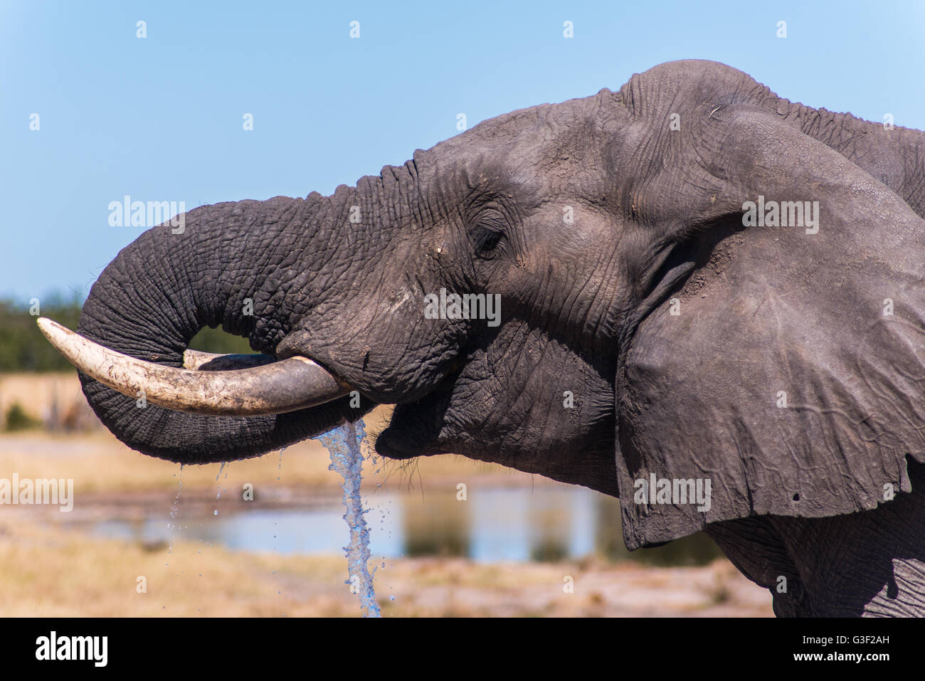 Afrikanischer Elefant mit beschädigten Stamm Nehimba Simbabwe Stockfoto