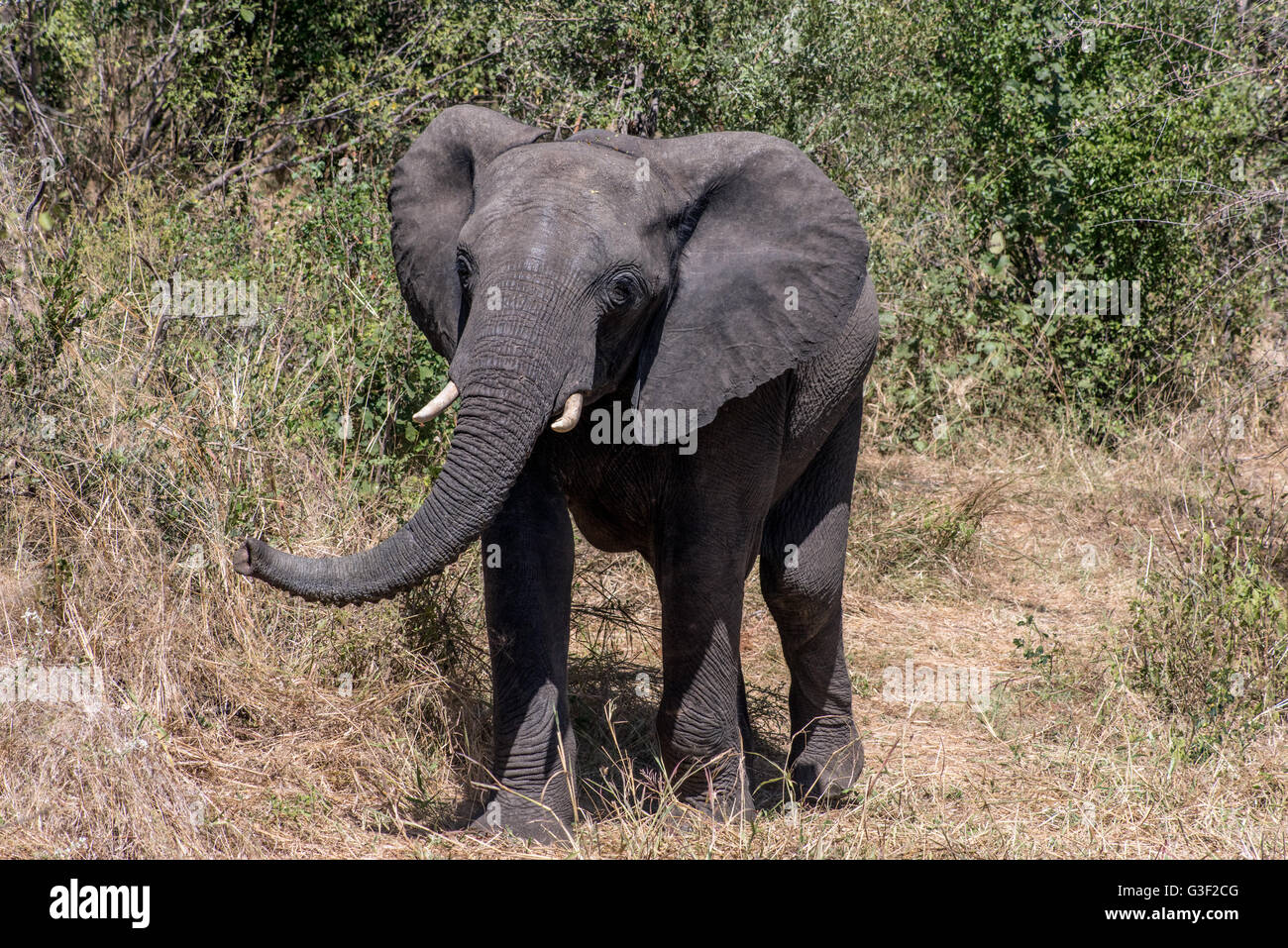 Afrikanische Elefanten im Zambezi National Park Stockfoto