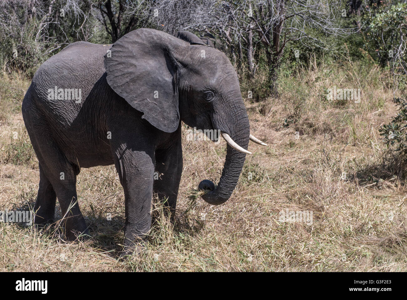 Afrikanische Elefanten im Zambezi National Park Stockfoto