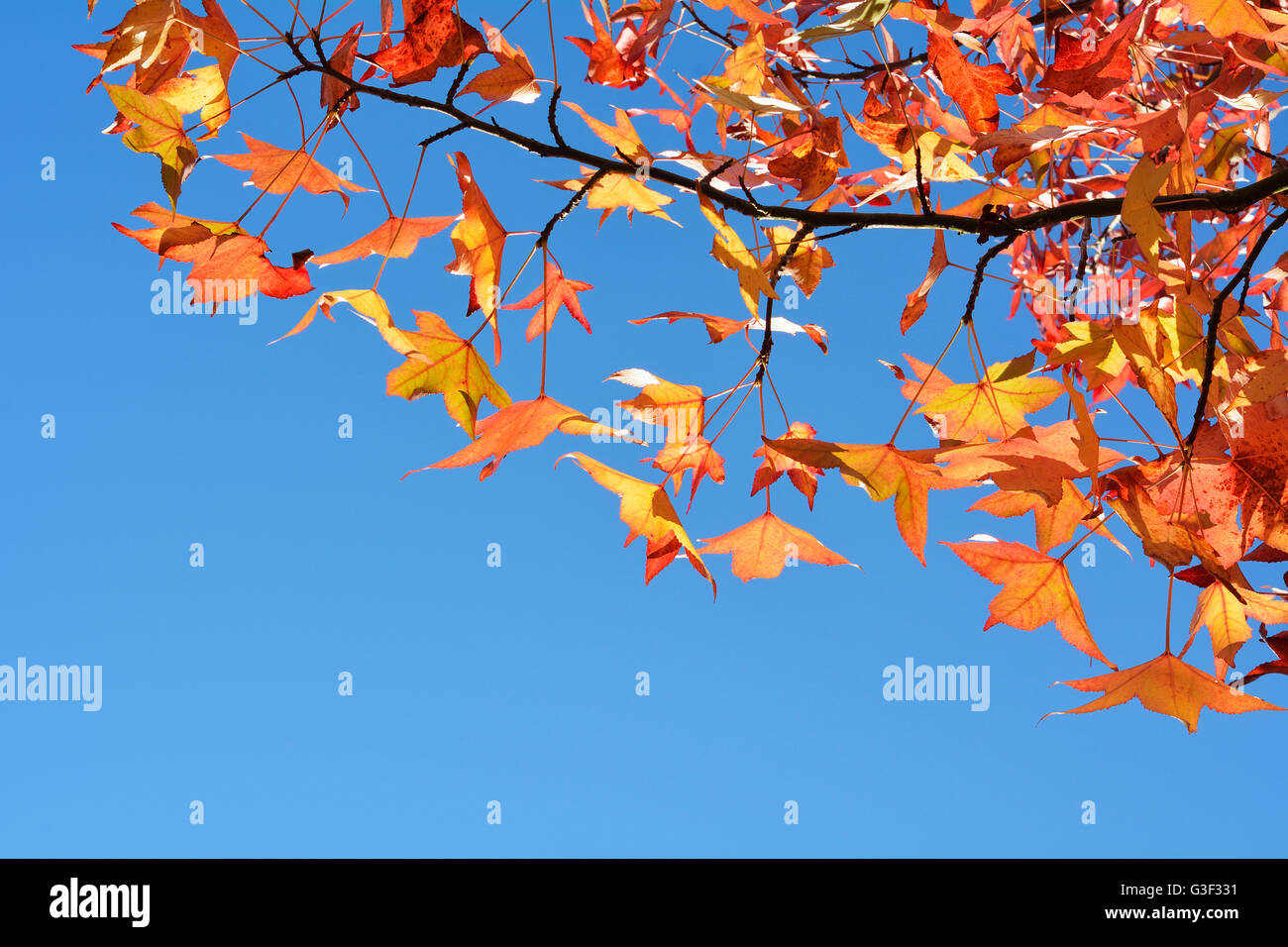 Amberbaum herbst Fotos und Bildmaterial in hoher Auflösung Alamy