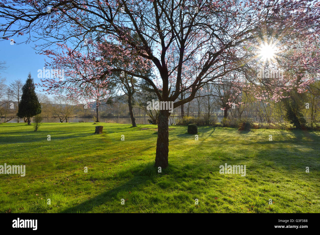 Blühender Kirschbaum in Wiese mit Sonne im Frühling, Laudenbach, Churfranken, Spessart, Bayern, Deutschland Stockfoto