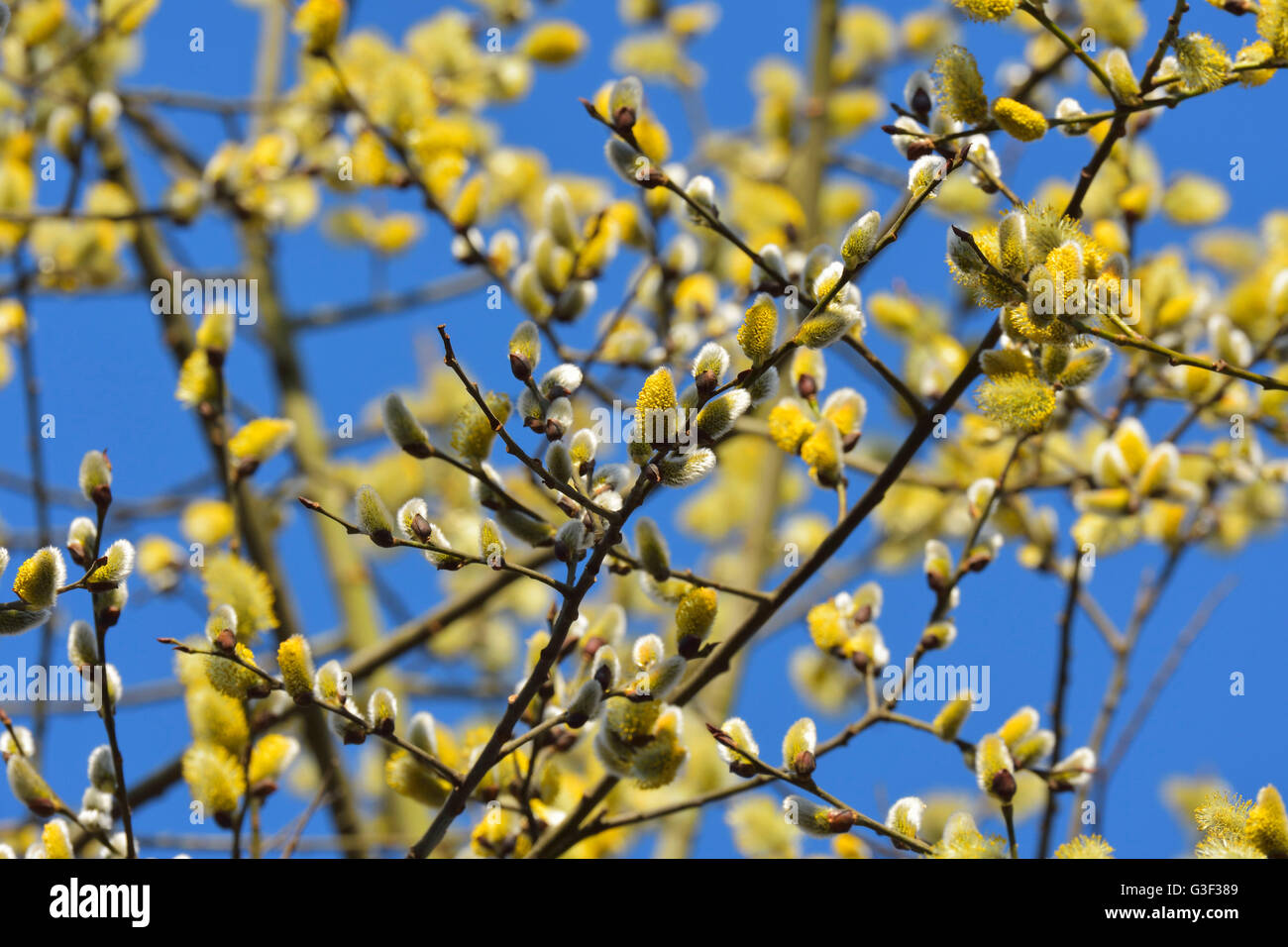 Blühende Goat Willow, Salix Caprea, im Frühling, Kleinheubach, Churfranken, Spessart, Bayern, Deutschland Stockfoto