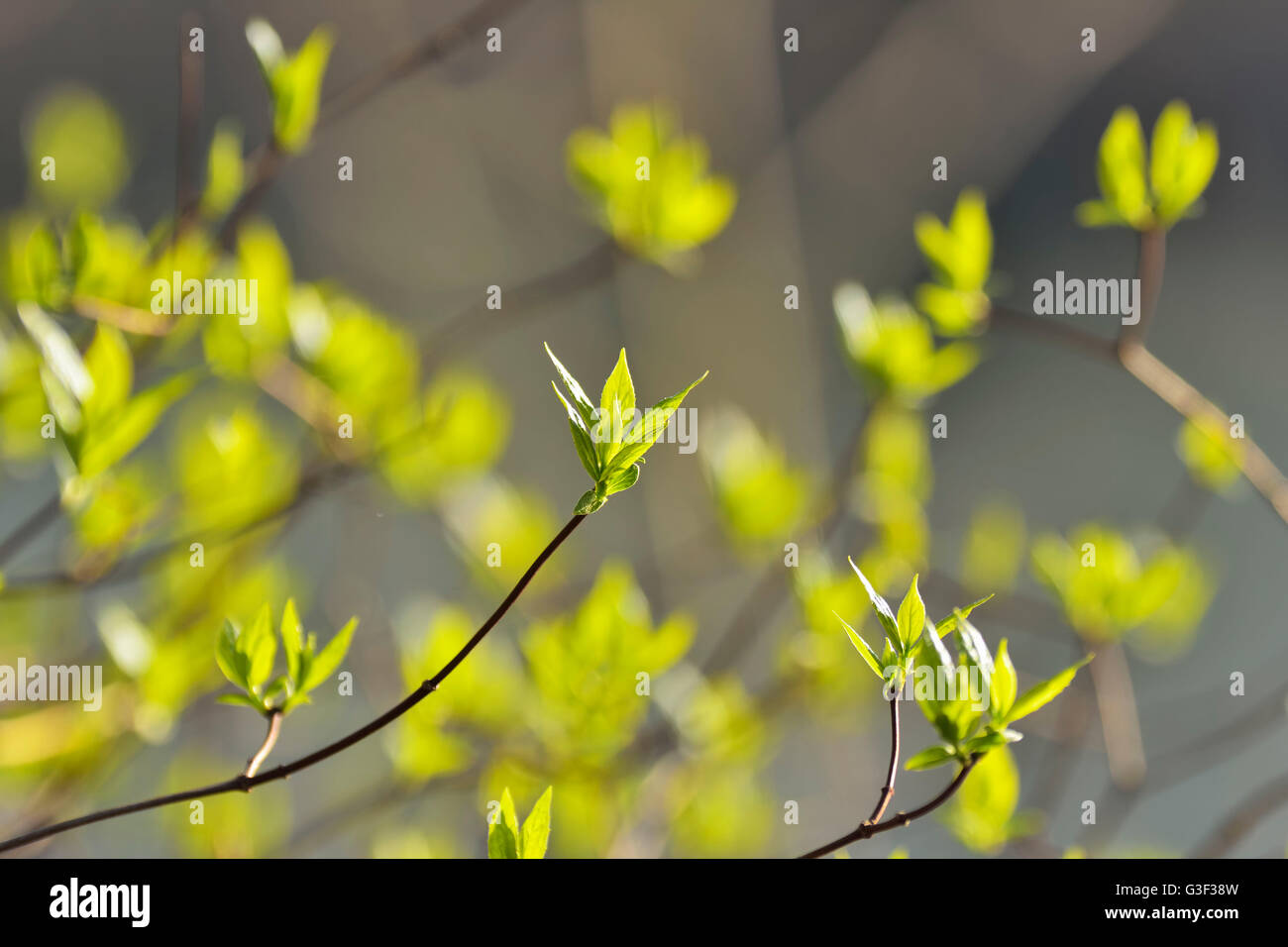 Frische Blätter im Frühling, Kleinheubach, Churfranken, Spessart, Bayern, Deutschland Stockfoto