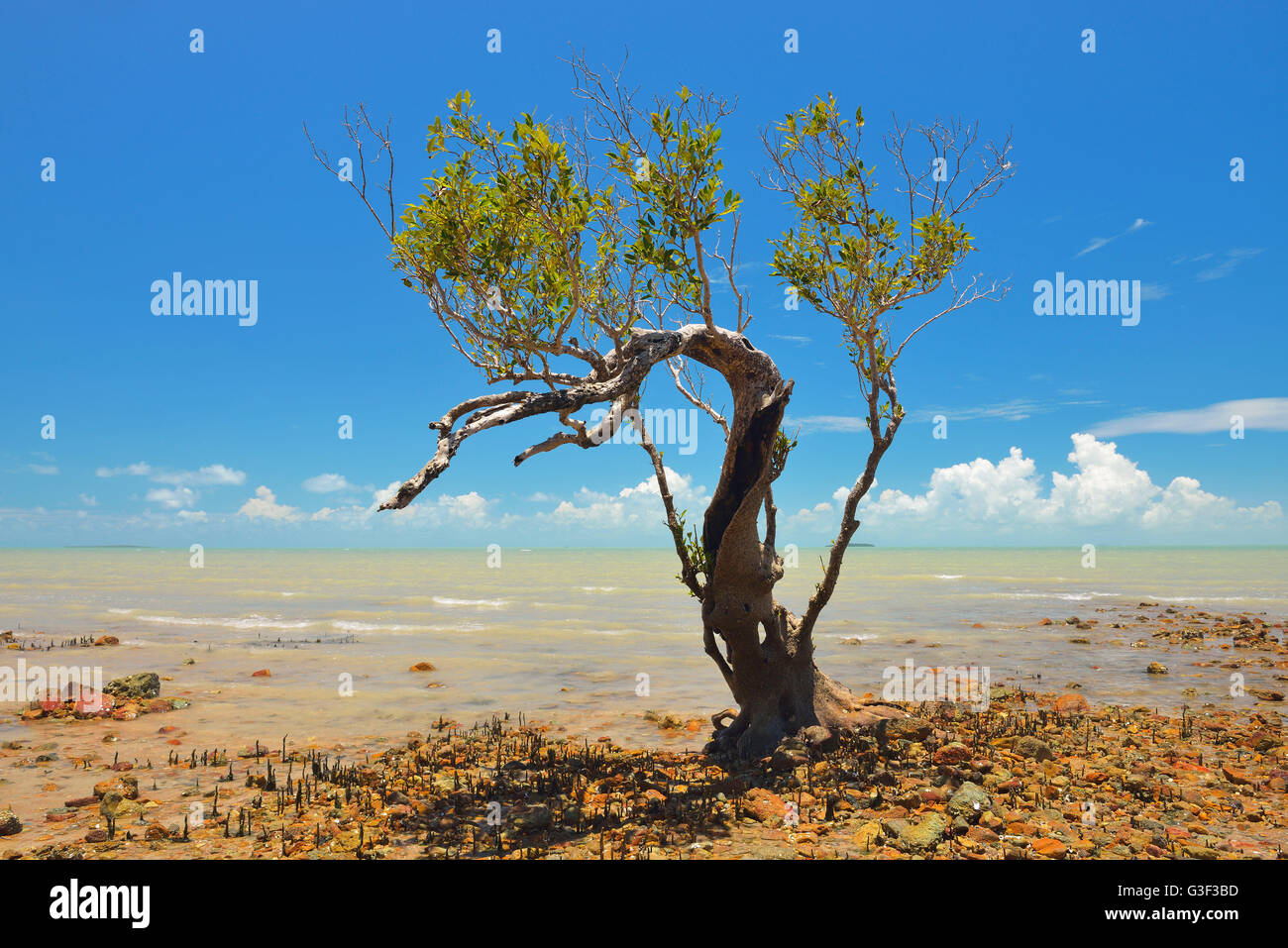 Mangroven-Baum an der Stein Küste, Clairview, Queensland, Australia Stockfoto