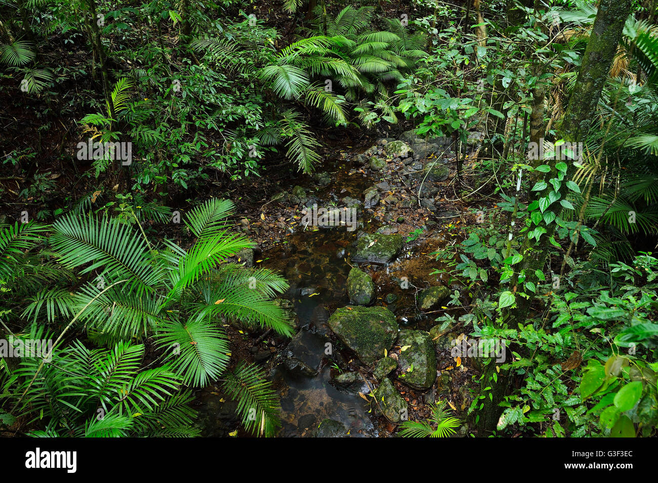 Regenwald, Daintree Regenwald, Cow Bay, Queensland, Australien Stockfoto