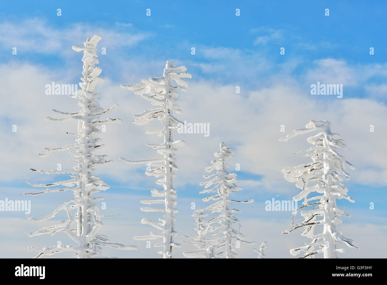 Schneebedeckte Nadelbäume im Winter, Grafenau, Lusen, National Park Bayerischer Wald, Bayern, Deutschland Stockfoto