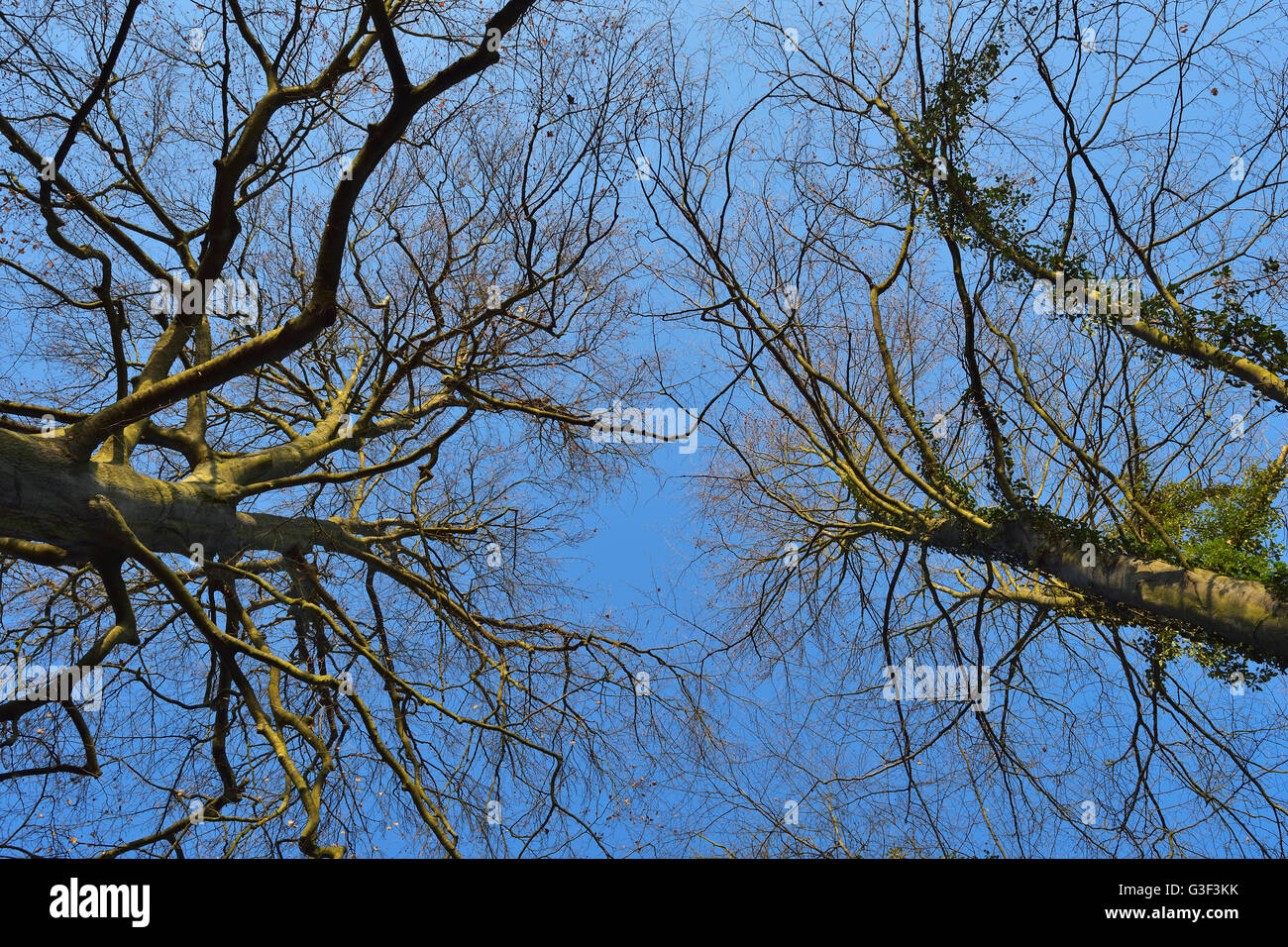 Blick in eine Buche Bäume Baumkronen, Kleinheubach, Churfranken, Spessart, Bayern, Deutschland Stockfoto