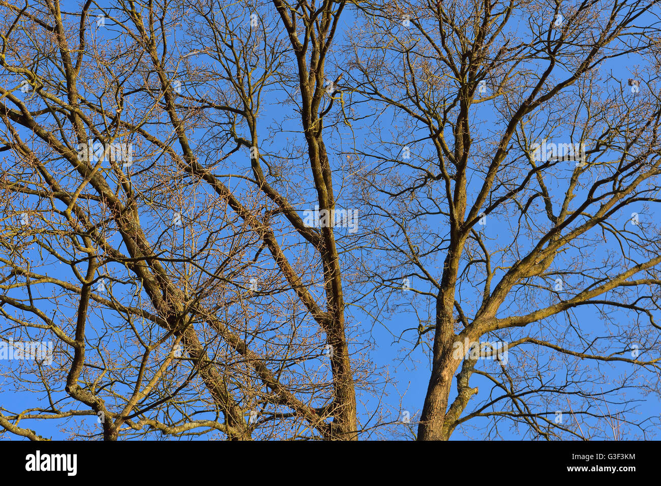 Blick in eine Eiche Baumkronen, Kleinheubach, Churfranken, Spessart, Bayern, Deutschland Stockfoto