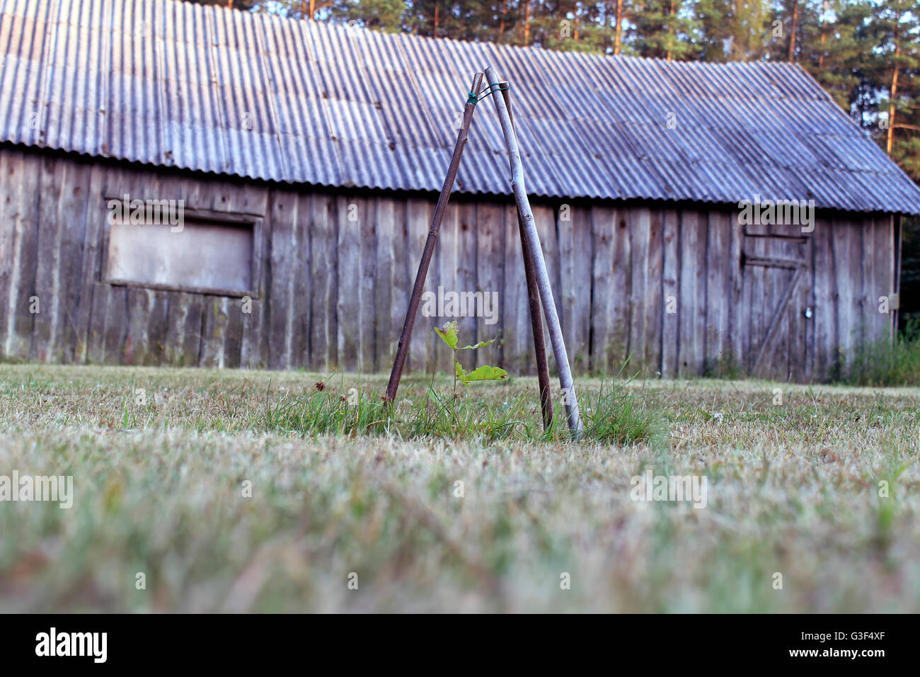 Junge Eiche altes Holzhaus Land Hintergrund Stockfoto