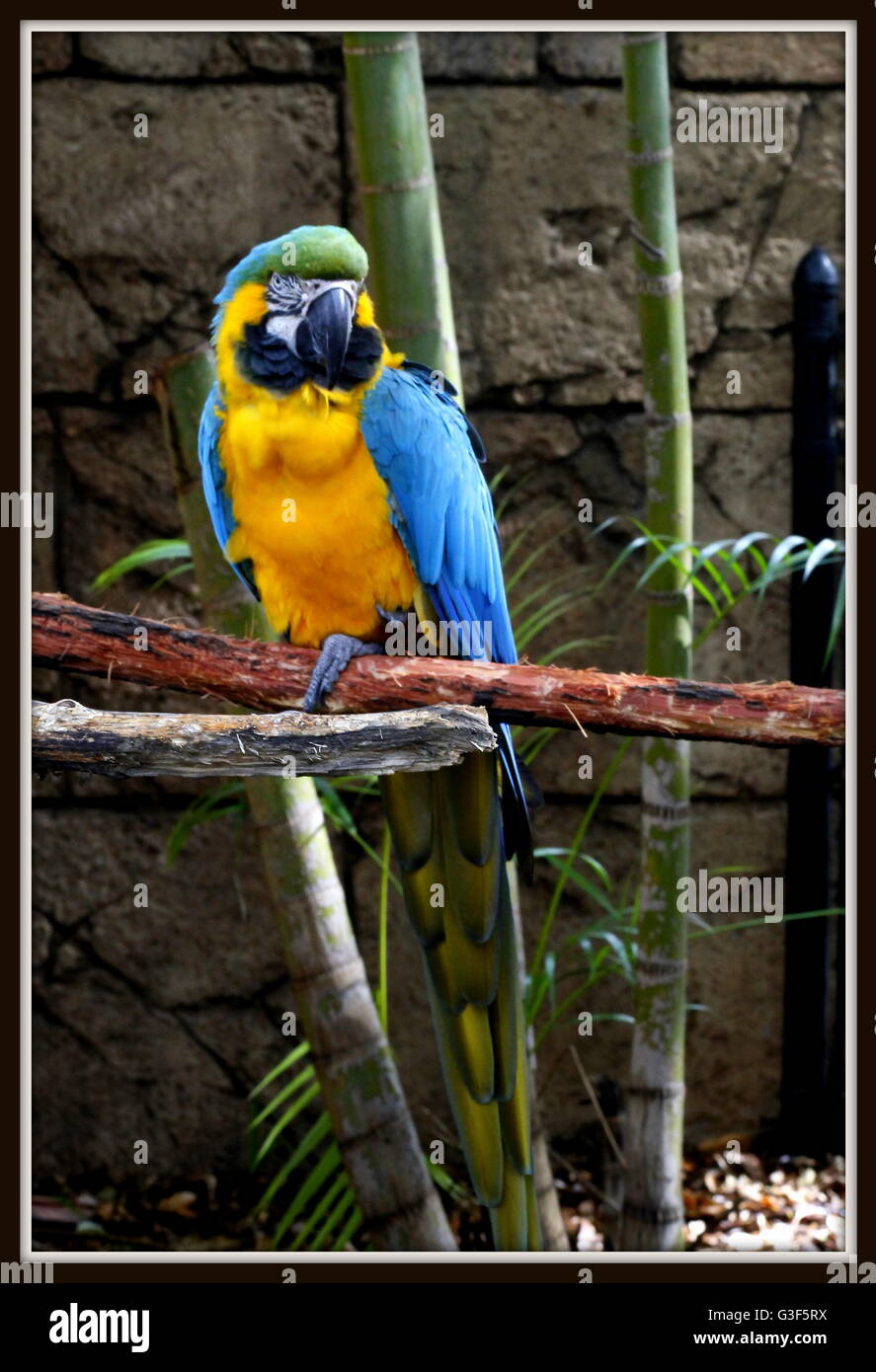 Polly warten, dass Cracker hanging out auf die Filiale in leuchtenden Farben. Stockfoto