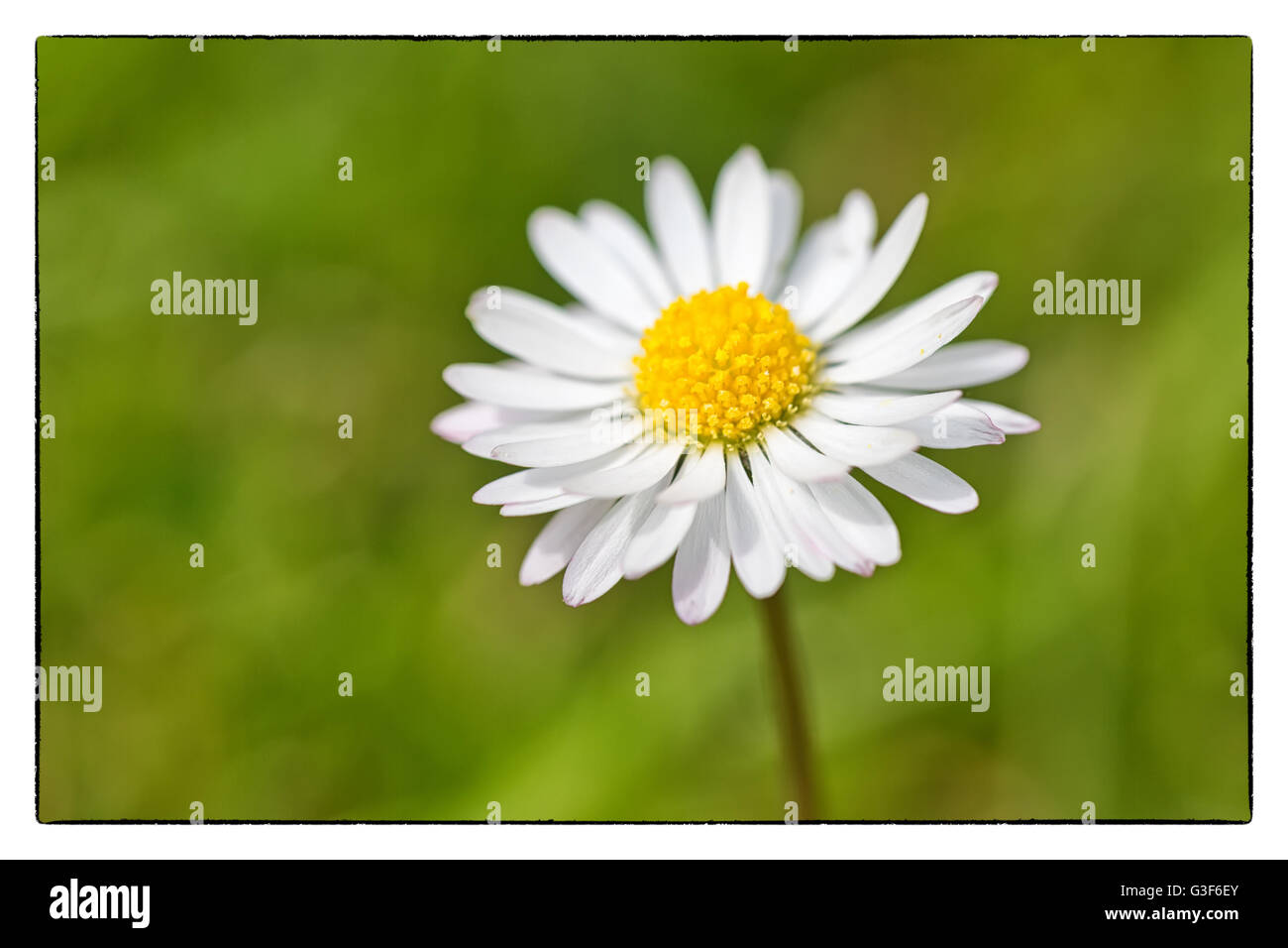 Frühlingsblume Daisy extreme Makro erschossen mit grünem Hintergrund. Vintage Grenze Stockfoto