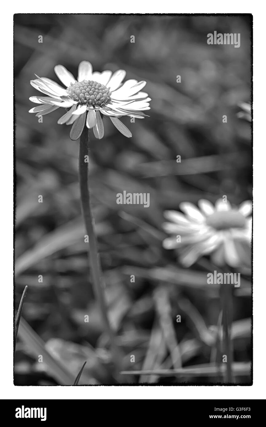 Frühlingsblume Daisy extreme Makro erschossen mit einem grünen Rasen-Hintergrund. Schwarz / weiß Foto mit einem Vintage-Rahmen Stockfoto
