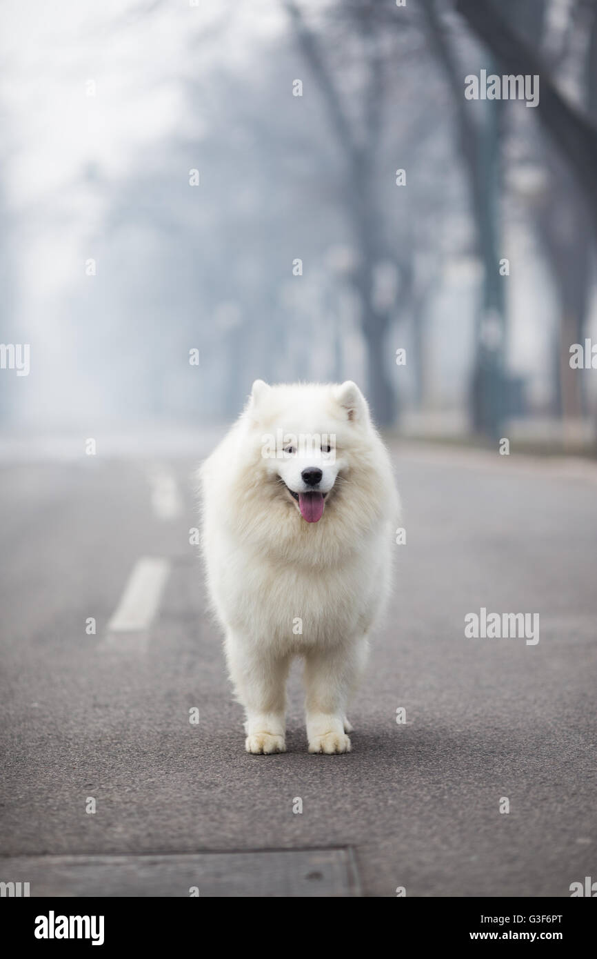 Weißen Samojeden Hund stehen auf der Straße Stockfoto