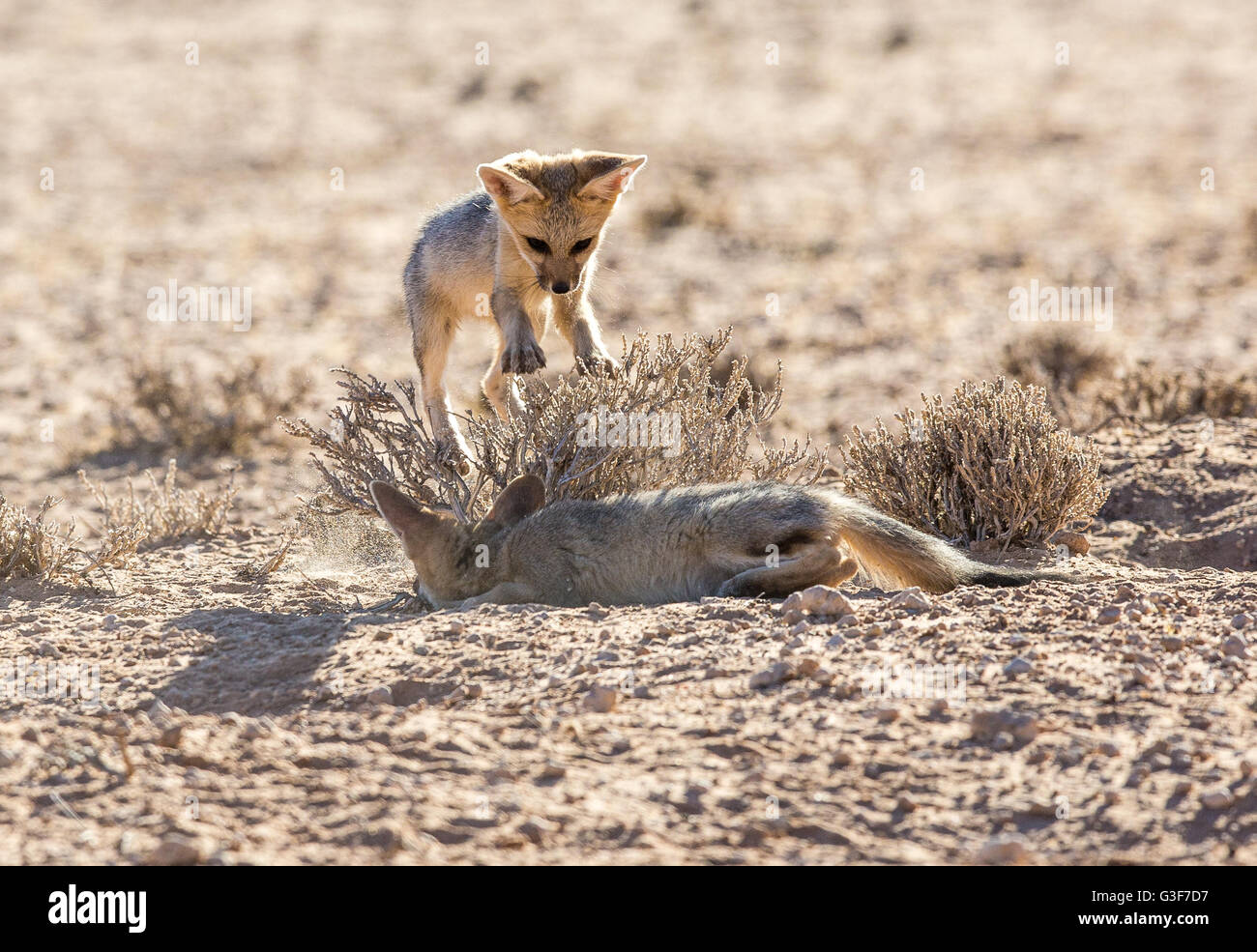 Zwei sehr junge Cape Füchse spielen in den Kgalagadi Wüste als die einer Häute von einem trockenen Busch und der andere springt auf sie. Stockfoto