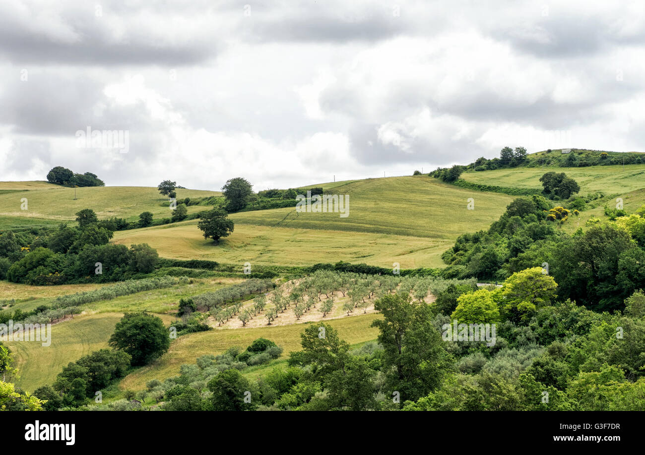 Olivenhain in hügeligem Ackerland unter offene grüne Felder und Wiesen in einem malerischen Agrarlandschaft wächst Stockfoto