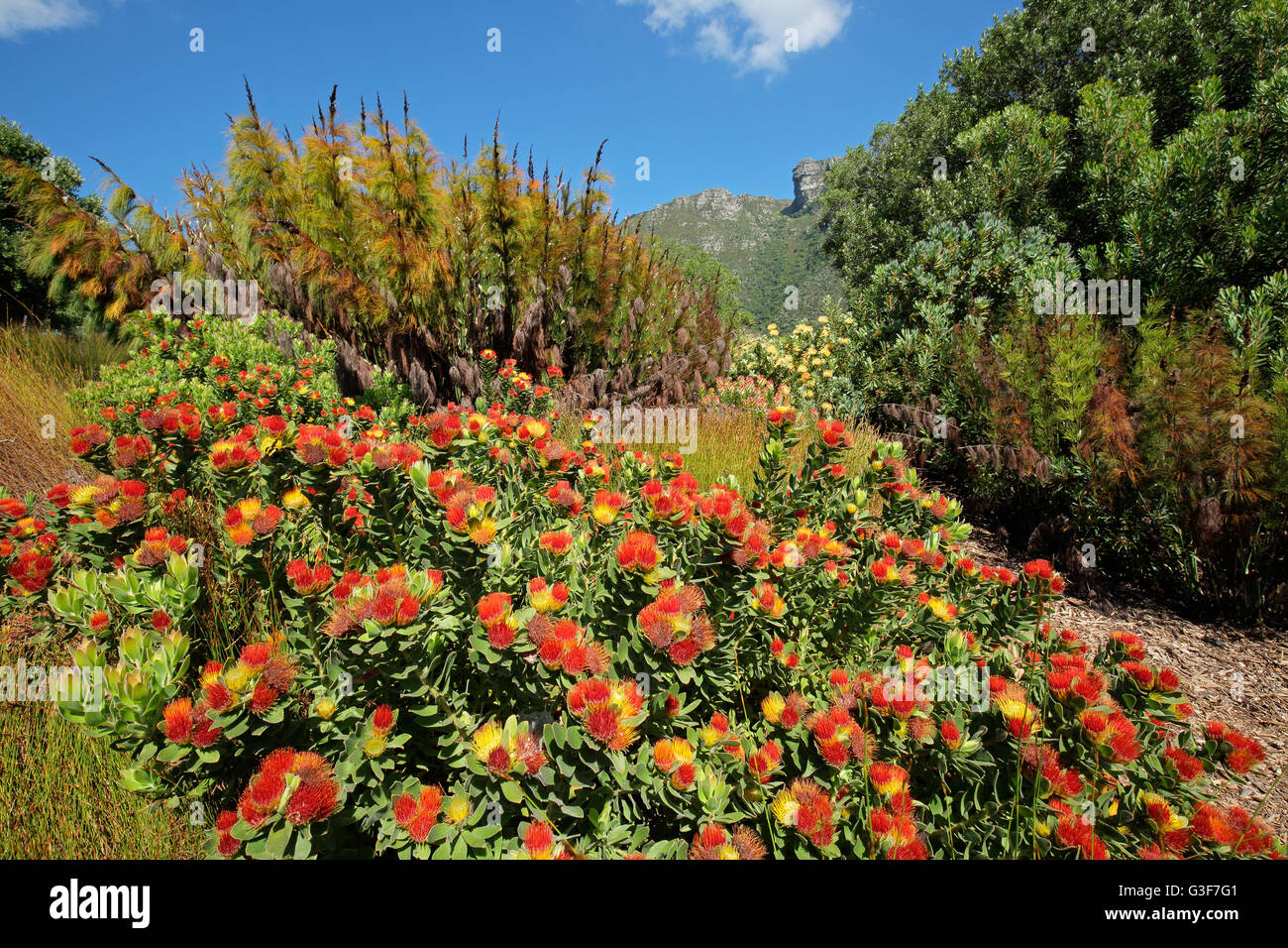 Bunte Blumen in den Botanischen Garten von Kirstenbosch, Cape Town, Südafrika Stockfoto