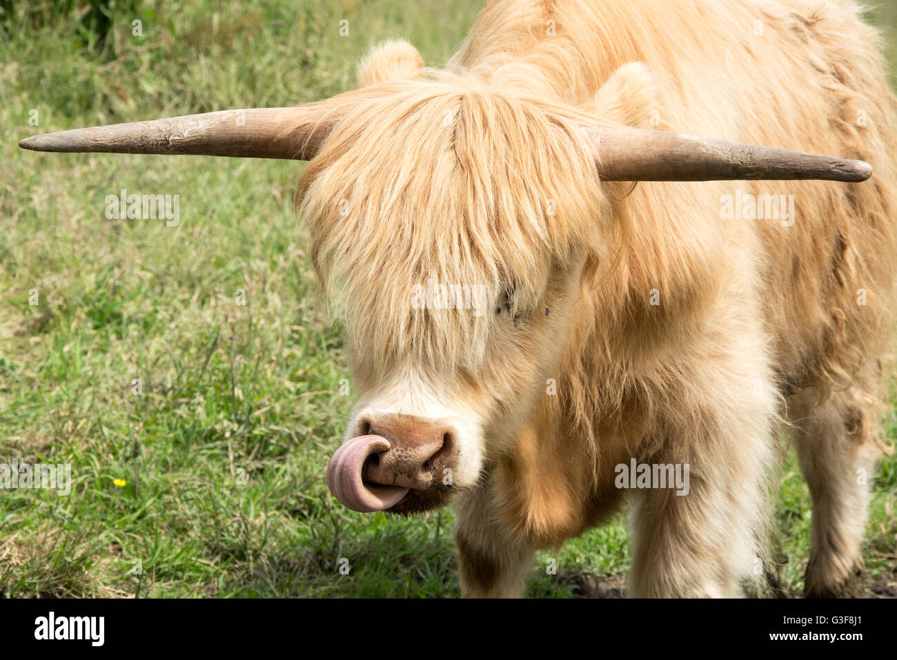 Hochland rinder zunge -Fotos und -Bildmaterial in hoher Auflösung – Alamy