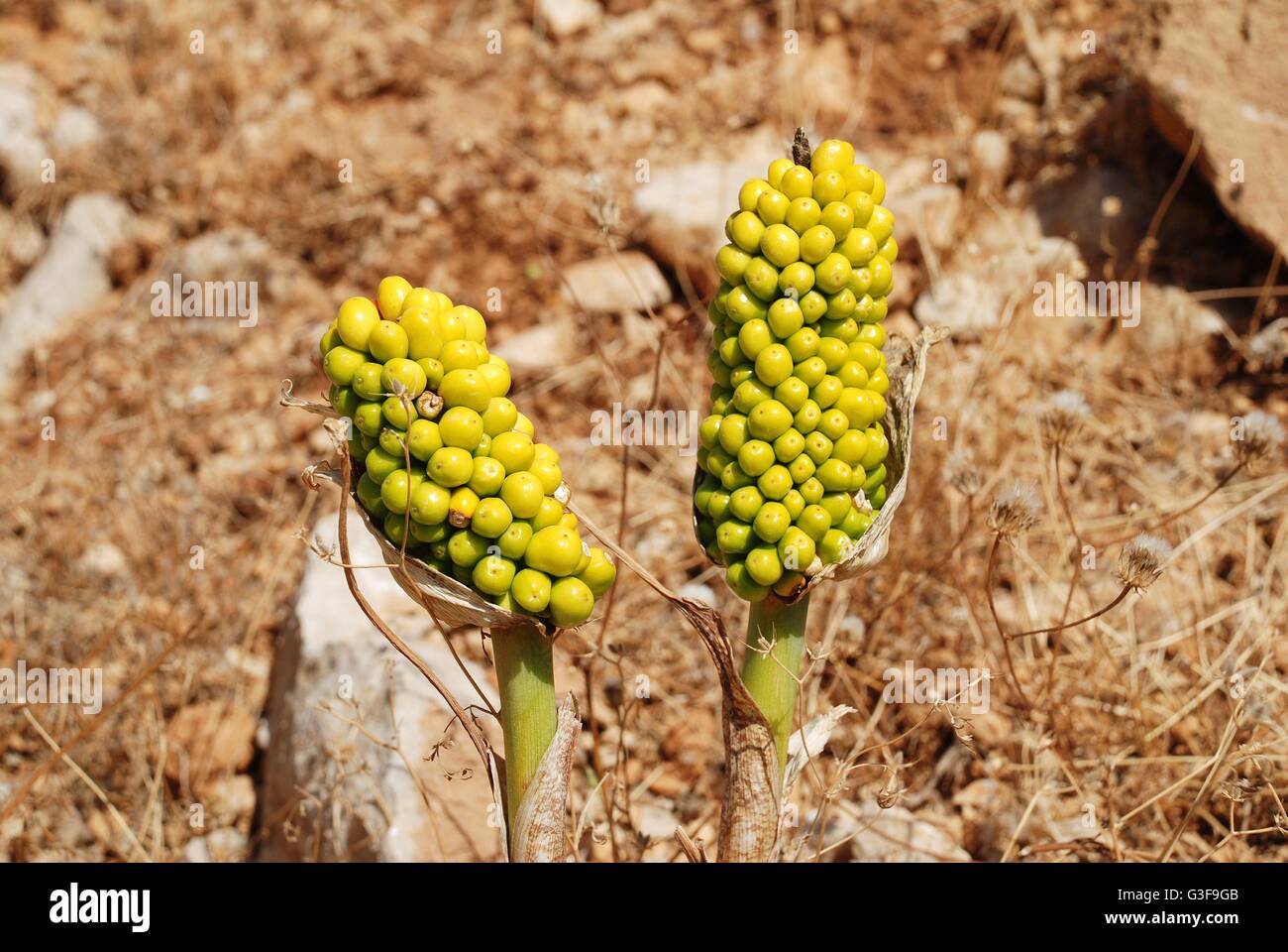 Grünen Beeren auf die Samenköpfe einer Dragon Lily (Dracunculus Vulgaris) Pflanze wächst auf der griechischen Insel Chalki Chorio. Stockfoto