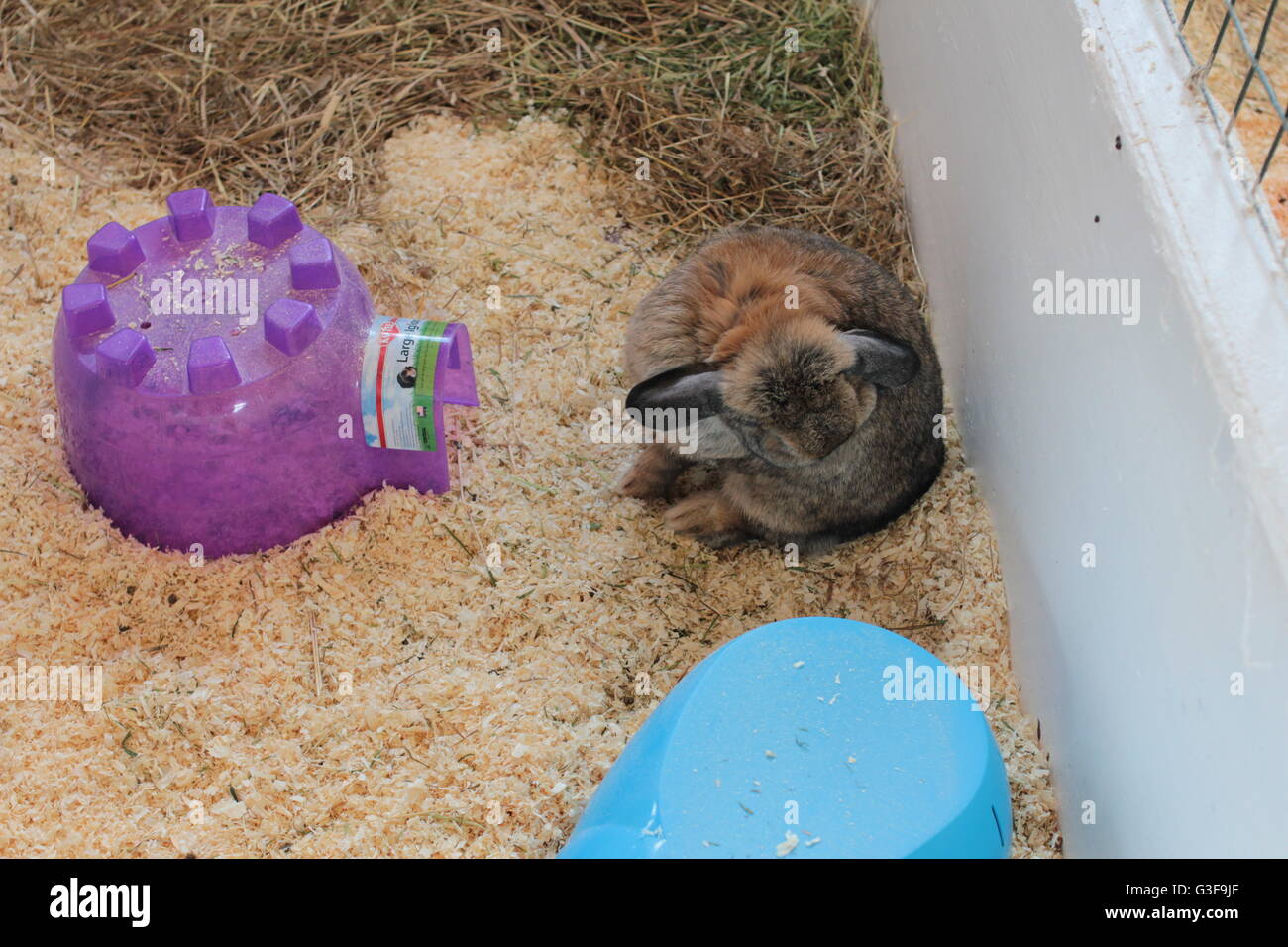 Lange eared Hasen Stockfoto