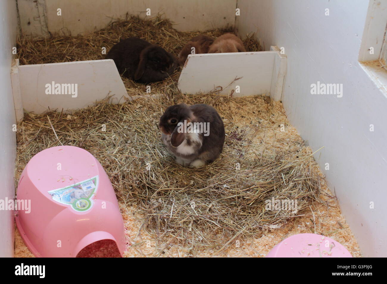 Lange eared Hasen Stockfoto