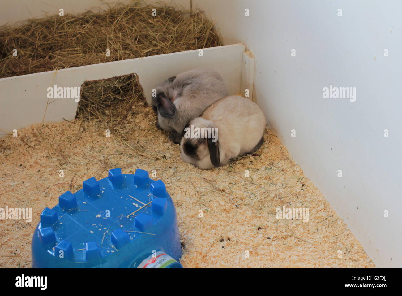 Lange eared Hasen Stockfoto